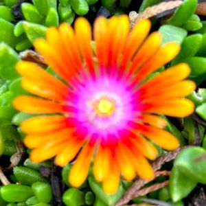 Meet your Posher, Bella